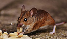 24 Hour & Emergency Exterminators in Bendertown, PA